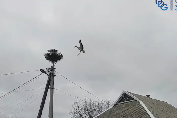 Енергетики облаштували понад 30 гнізд для лелек на Черкащині