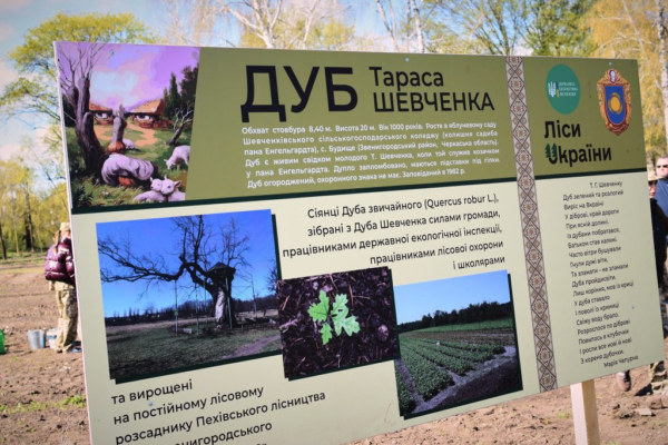 У Кам’янці на Черкащині висадили 300 дубів Шевченка на Алеї Нескорених в межах екоакції
