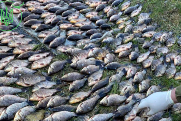 Понад 500 карасів виловили браконьєри на Черкащині — сума збитків сягає 840 тисяч грн