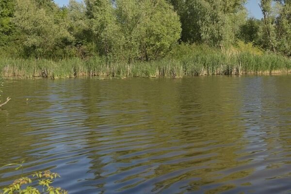 В озері на Львівщині виявили тіло 37-річного чоловіка