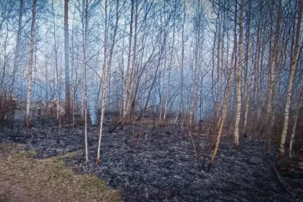 Внаслідок пожеж в екосистемах вигоріло майже 2250 гектарів української землі 