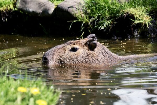 У Київському зоопарку капібар перевели у літні вольєри (ФОТО)