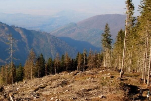 Незаконна рубка заповідних лісів у Карпатах: Прокуратура стягує з лісового підприємства 4 млн грн збитків