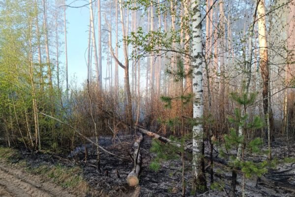 На Чернігівщині локалізували масштабну лісову пожежу, – Північний лісовий офіс