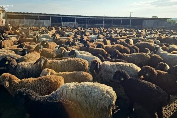 На Одещині фермери вирощували кіз та овець лише на папері і отримали мільйонні дотації