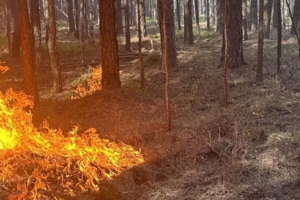 Горять 4 тисячі гектарів лісу: На Чернігівщині можуть оголосити евакуацію населення