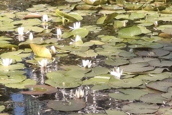 У львівському парку «Боднарівка» розквітли водяні лілії (ФОТО)