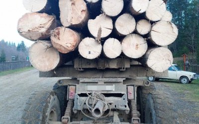 Незаконна вирубка на майже 8 млн грн: На Буковині підозру отримав посадовець лісництва