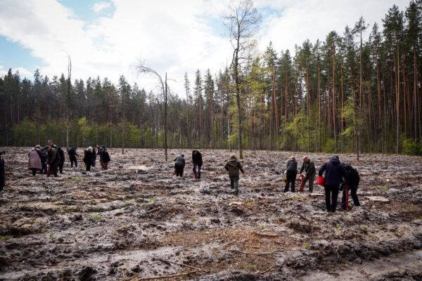 На Київщині висаджують ліси на розмінованих територіях