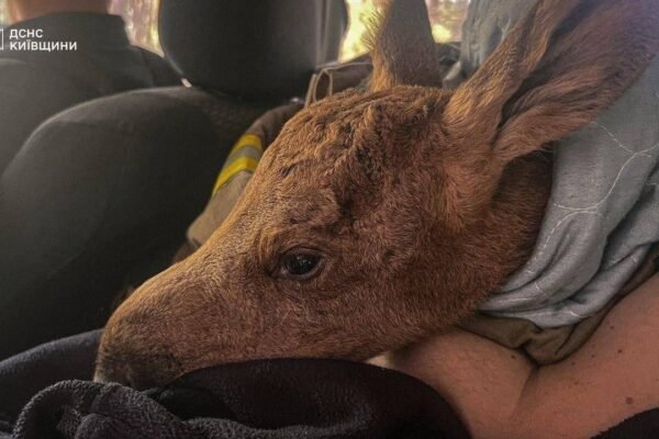 У Зоні відчуження під час пожежі рятувальники врятували лосеня