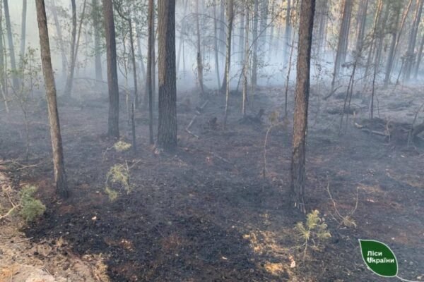 Через атаку дрона на Рівненщині згорів гектар лісу
