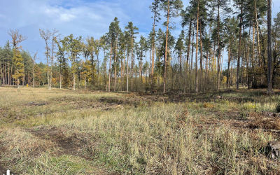 На Черкащині незаконно знищили частину лісу: Підозру отримав чиновник