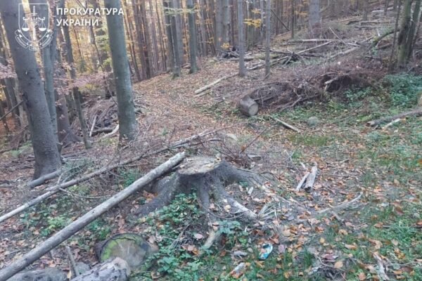 ДП «Ліси України» сплатить понад 83 млн грн за незаконні рубки заповідних лісів на Прикарпатті
