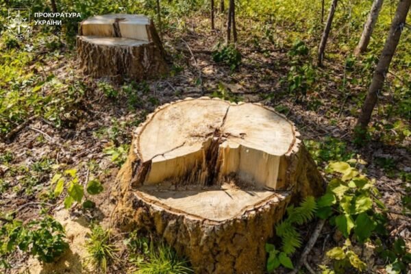 У Львові викрили двох директорів центральних парків на незаконних рубках на 8 млн грн