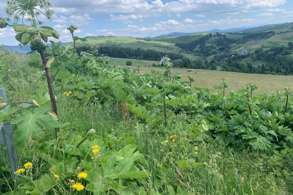 На Львівщині борються з борщівником Сосновського з допомогою дронів