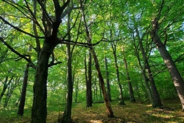 У Львівській громаді створили новий заказник з унікальною рослинністю площею 55 га