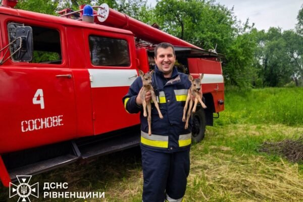 На Рівненщині під час гасіння пожежі врятували двох оленят