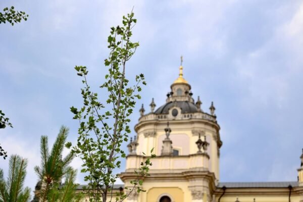 У Львові на честь 25-річчя візиту Папи Івана Павла ІІ посадили тюльпанове дерево (ФОТО)