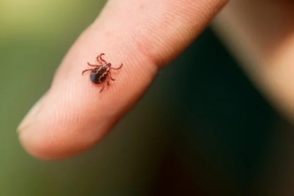 У Львові зареєстрували перший у цьому році випадок кліщового енцефаліту