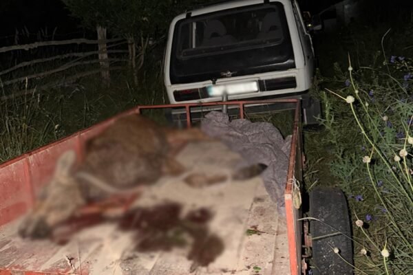 На Чернігівщині затримали браконьєрів, які вбили червонокнижне лосеня