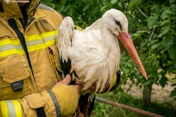 На Тернопільщині рятувальники допомогли двом лелеченятам, які під час негоди випали з гнізда