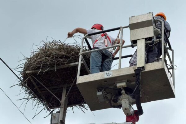 У селі В’язова на Львівщині орнітологи з енергетиками закільцювали 17 лелечат (ФОТО)