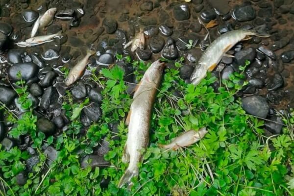 У річці Бережниця на Львівщині виявили майже 600 загиблих рибин