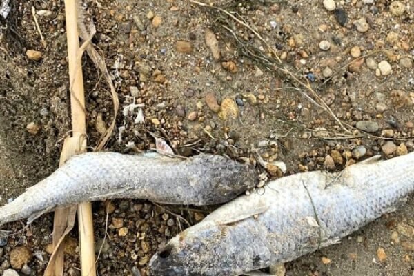 В Одеській області виявили масову загибель риби: Фахівці відібрали проби води для встановлення причини