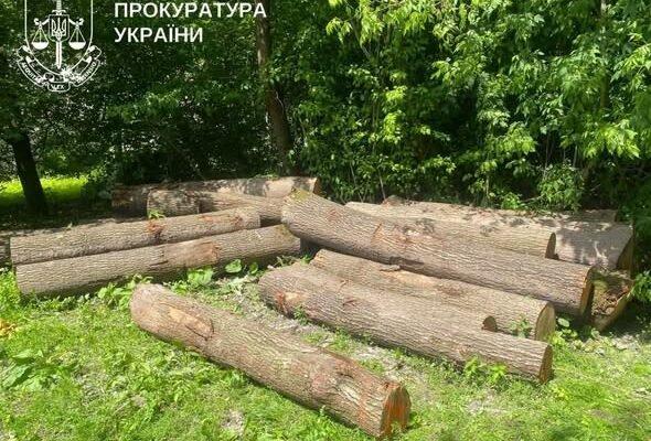 З ДП «Ліси України» стягнуть понад 4,7 млн грн через незаконну вирубку дерев на Тернопільщині