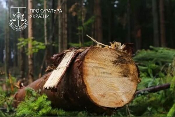 На Прикарпатті нацпарк сплатить майже 600 тис грн за незаконні рубки на заповідних територіях