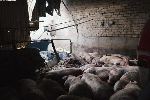Окупанти вдарили по фермі на Харківщині. Загинули сотні свиней