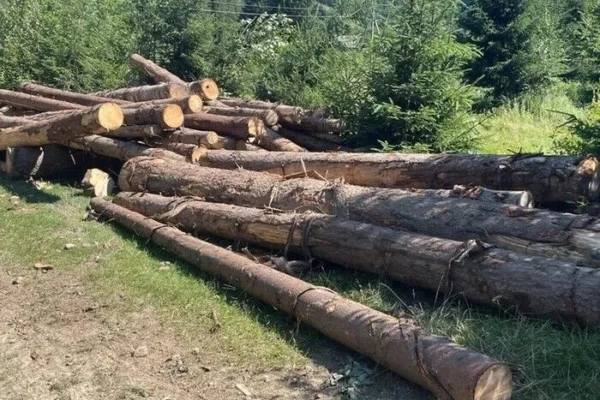 Селищна рада на Львівщині відшкодувала 900 тис. грн за незаконну рубку понад 600 дерев
