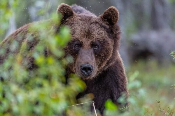 На Закарпатті селом блукав ведмідь