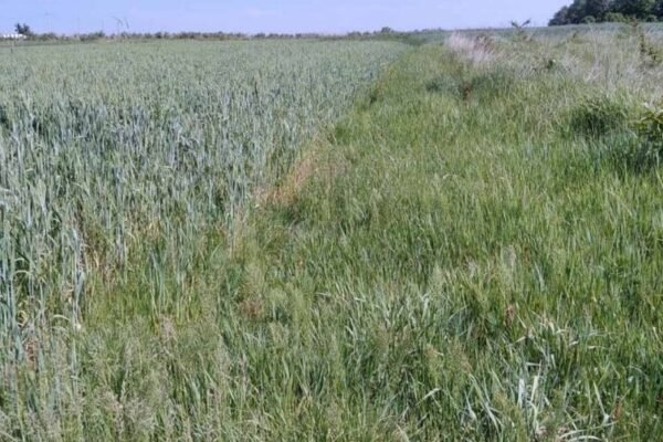 Суд зобов’язав підприємство сплатити пів мільйона грн боргу за користування землею у Львівській громаді