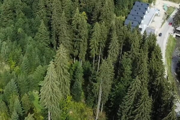 Біля Буковеля незаконно передали під забудову 20 ділянок майже столітнього лісу