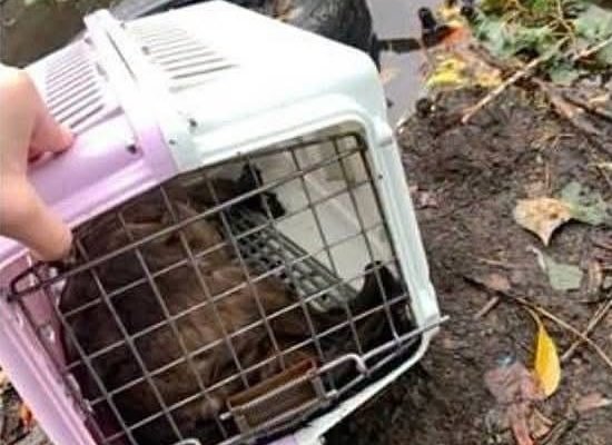 На Полтавщині невідомий чоловік викинув в річку переноску із котом