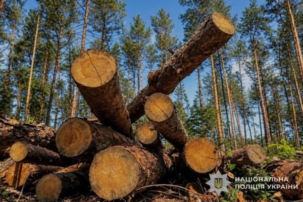 4,5 млн грн збитків через незаконну рубку дерев на Тернопільщині: Підозрюють директора підприємства