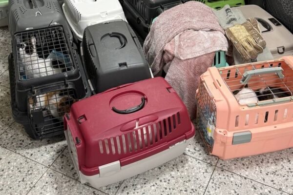 Зоозахисники забрали у мешканки Львова 34 котів та черепаху, які жили з нею в однокімнатній квартирі