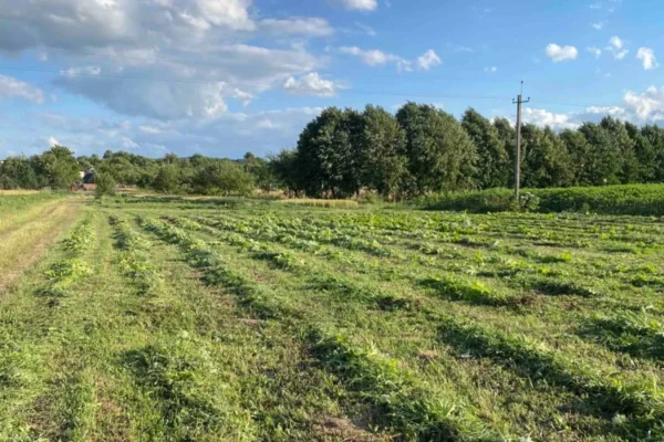 Боротьба з борщівником на Львівщині: В області обробили понад 315 гектарів територій