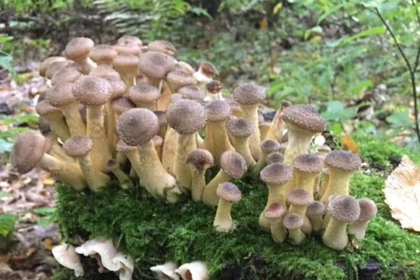На Прикарпатті двоє дітей отруїлися опеньками
