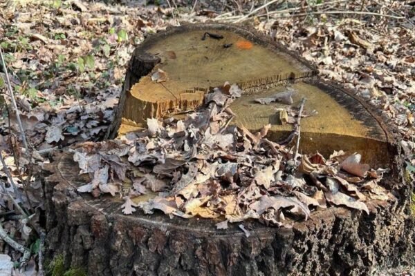 На Тернопільщині лісівники зрубали «не свій» ліс: Підприємство сплатить 1,9 млн грн шкоди